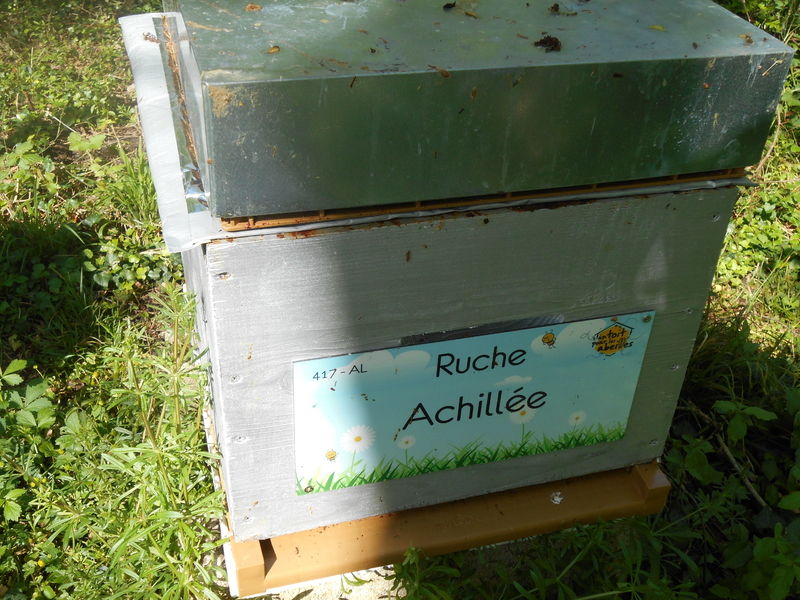 La ruche Achillée
