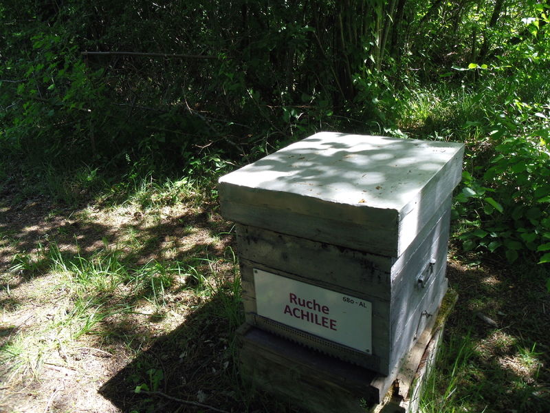 La ruche Achillée