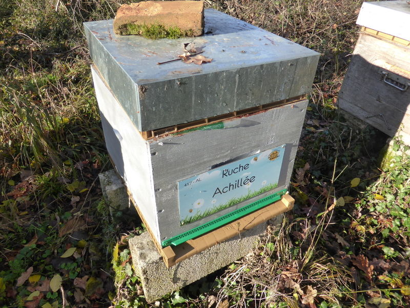 La ruche Achillée
