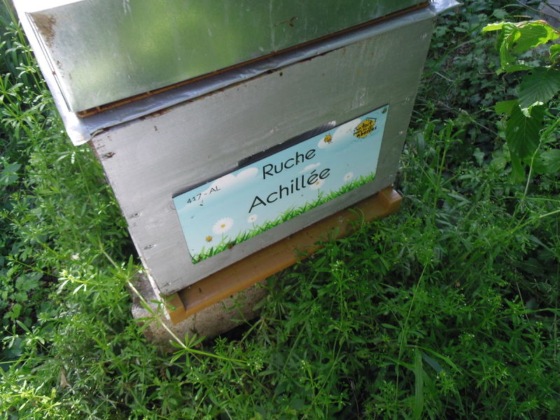 La ruche Achillée