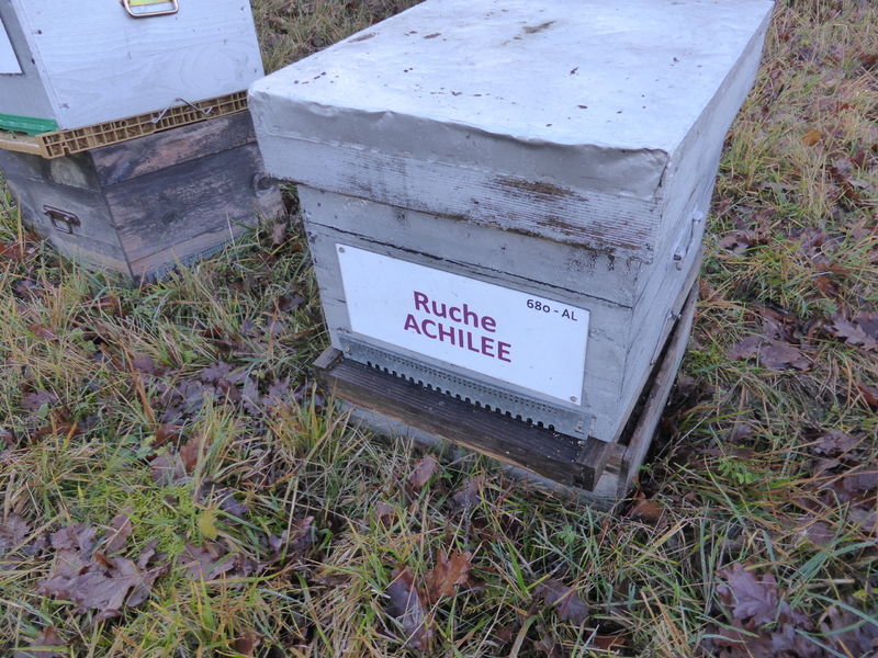 La ruche Achillée