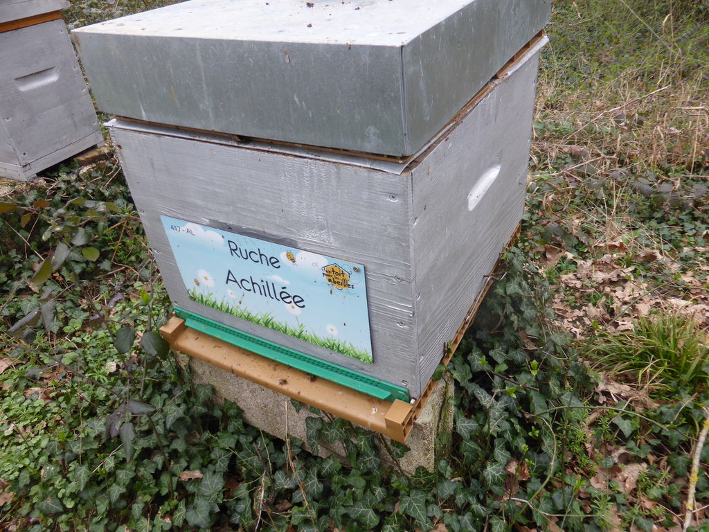 La ruche Achillée