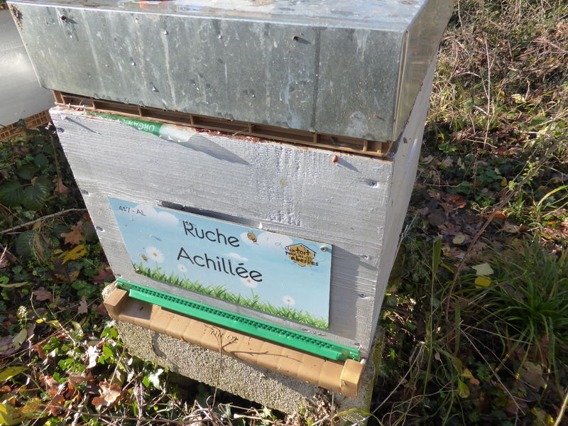 La ruche Achillée