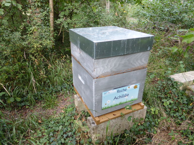 La ruche Achillée