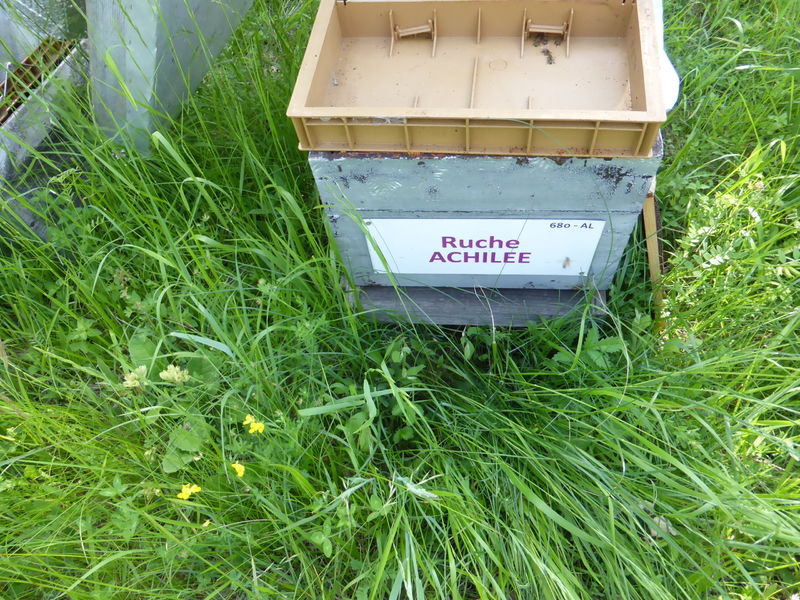 La ruche Achillée