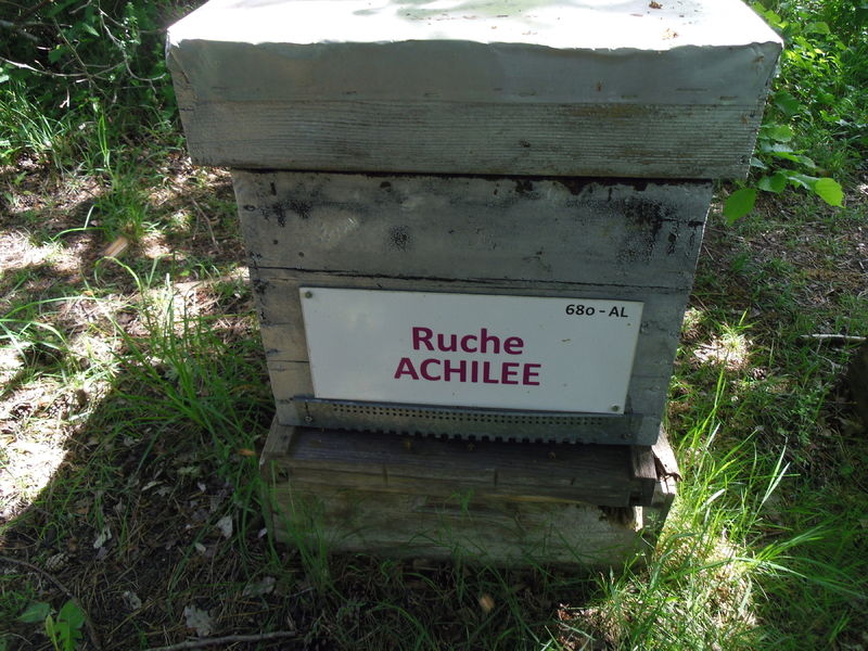 La ruche Achillée