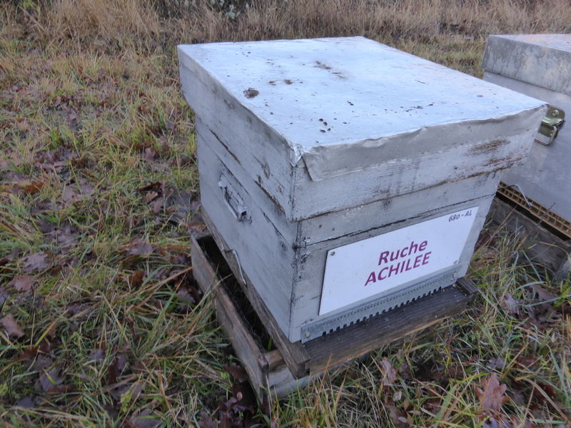 La ruche Achillée