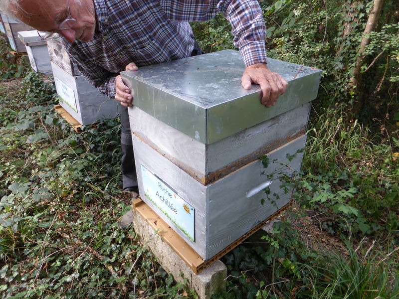 La ruche Achillée