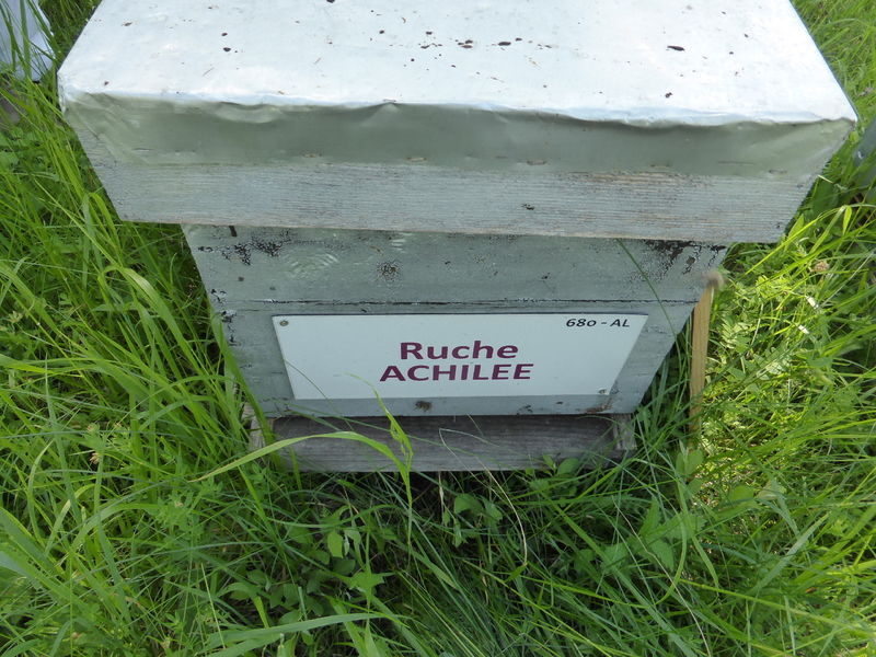 La ruche Achillée