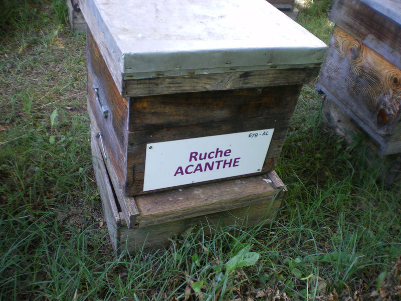La ruche Acanthe