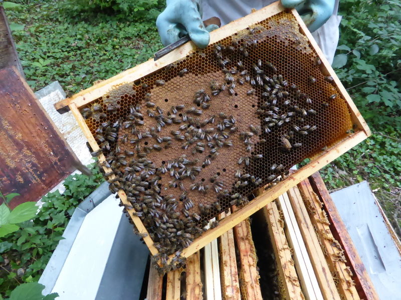 La ruche Acanthe