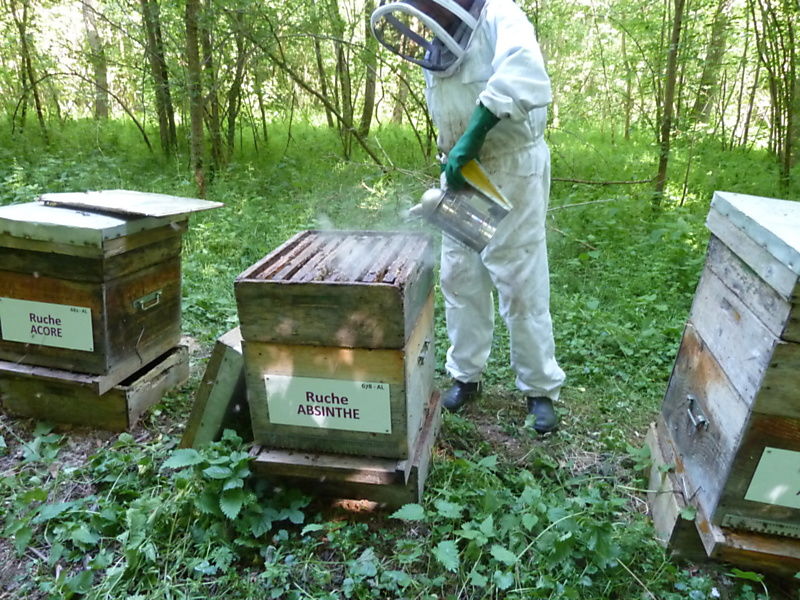 La ruche Absinthe