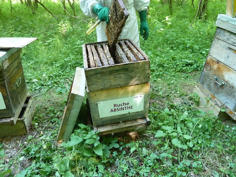 La ruche Absinthe