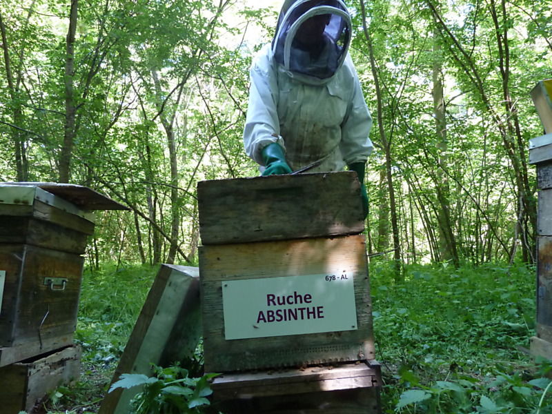 La ruche Absinthe