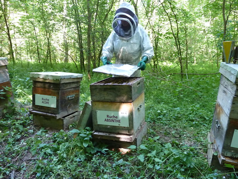 La ruche Absinthe