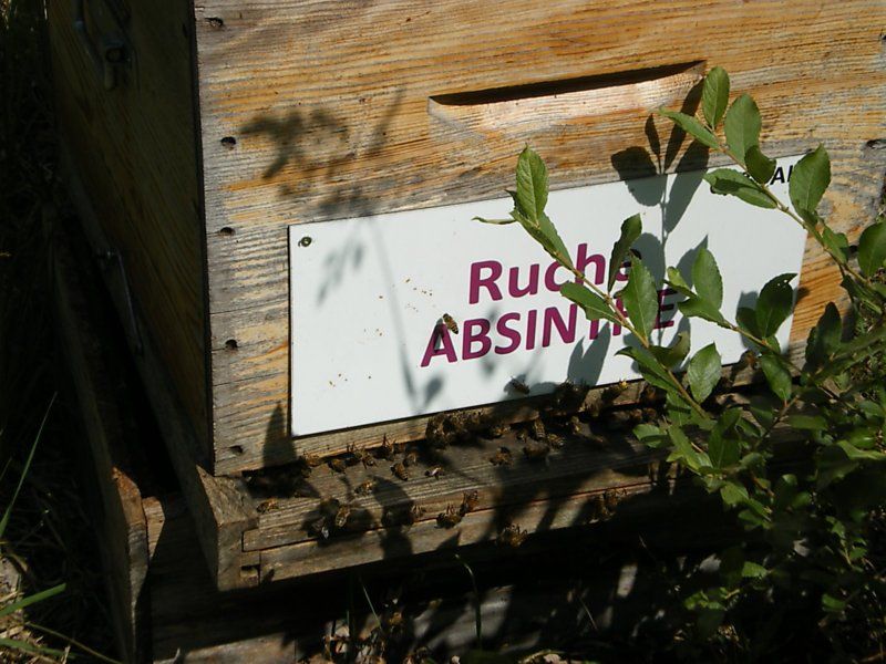 La ruche Absinthe