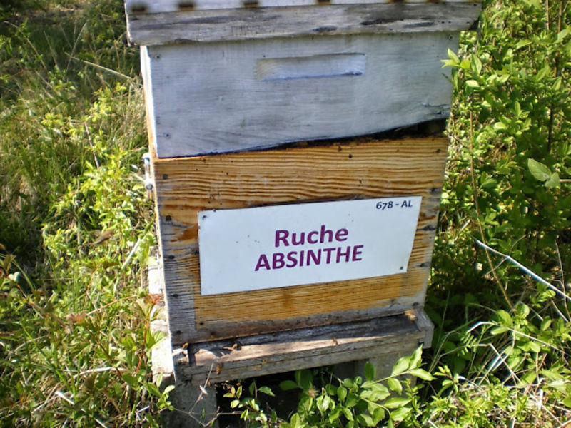 La ruche Absinthe