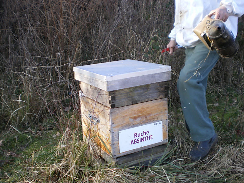 La ruche Absinthe