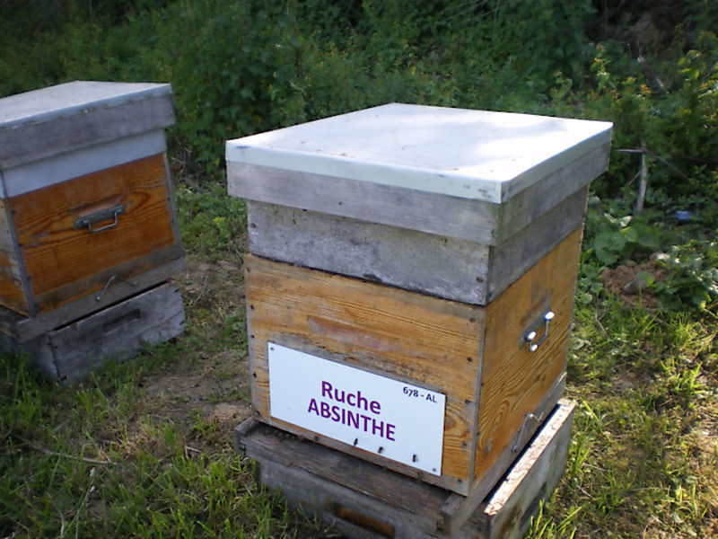 La ruche Absinthe