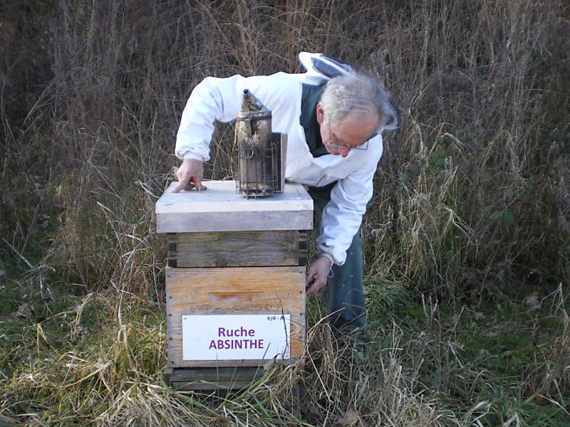 La ruche Absinthe