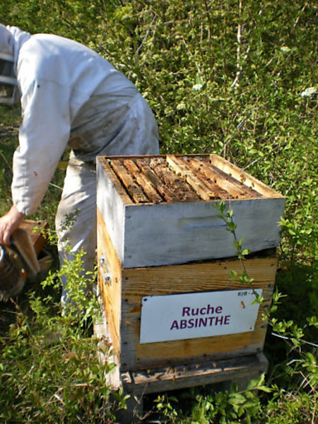 La ruche Absinthe