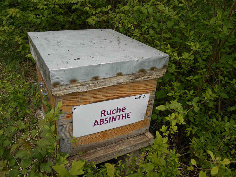 La ruche Absinthe