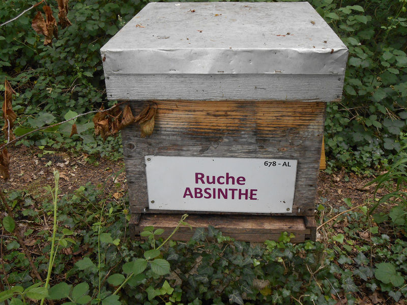 La ruche Absinthe