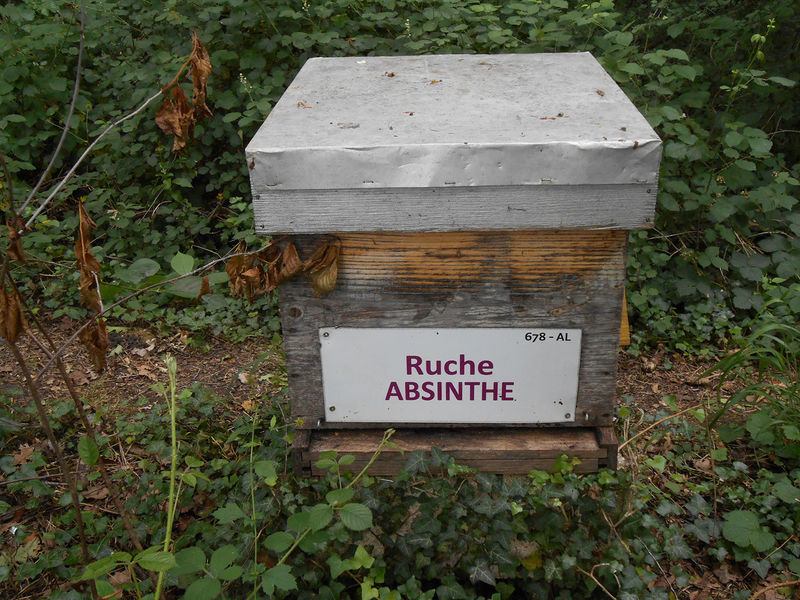La ruche Absinthe