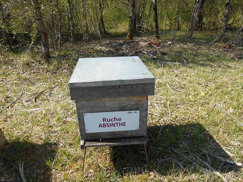 La ruche Absinthe