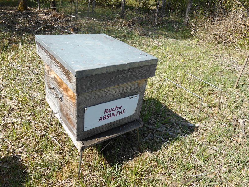 La ruche Absinthe