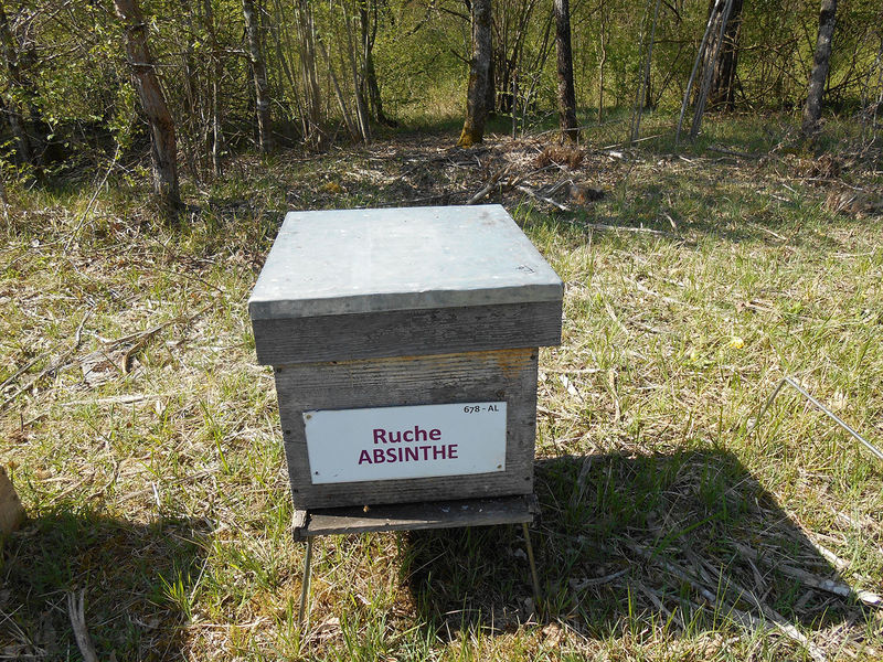 La ruche Absinthe