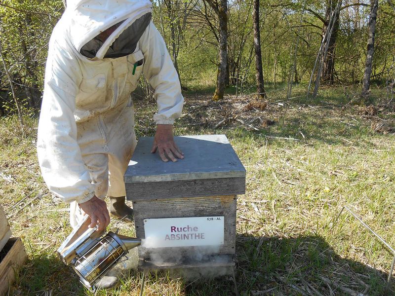 La ruche Absinthe