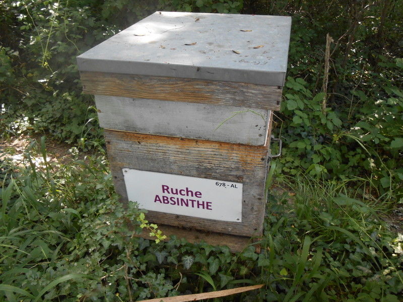 La ruche Absinthe