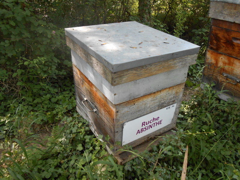 La ruche Absinthe