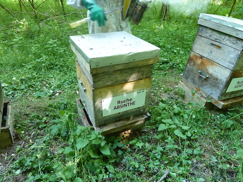 La ruche Absinthe