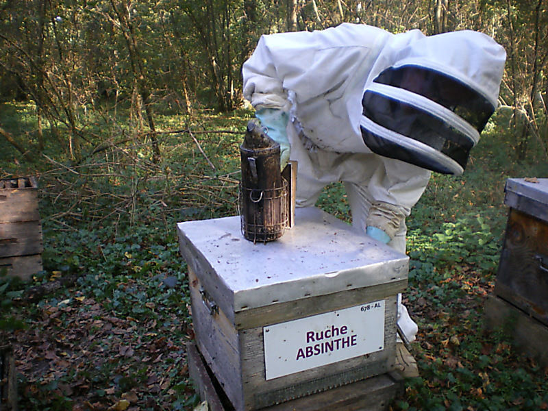 La ruche Absinthe