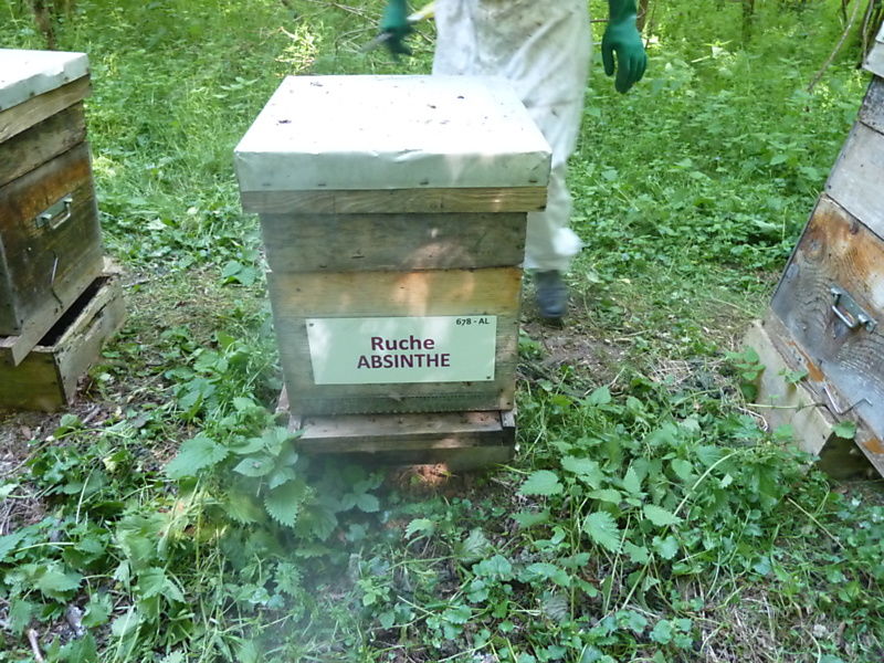 La ruche Absinthe