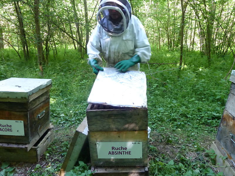 La ruche Absinthe