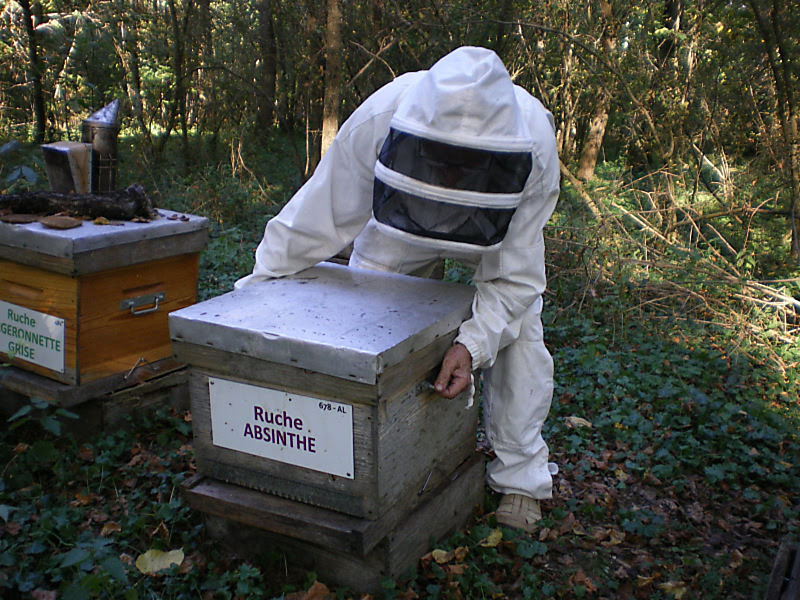 La ruche Absinthe