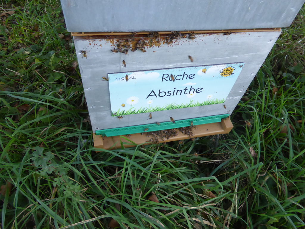 La ruche Absinthe