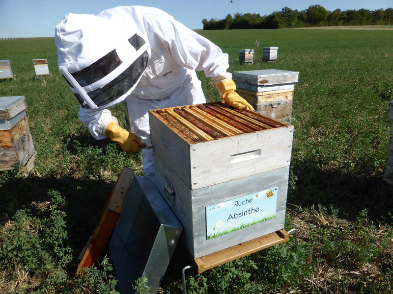 La ruche Absinthe