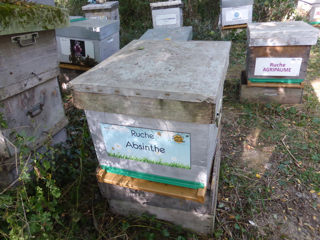 La ruche Absinthe