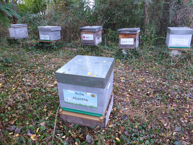 La ruche Absinthe