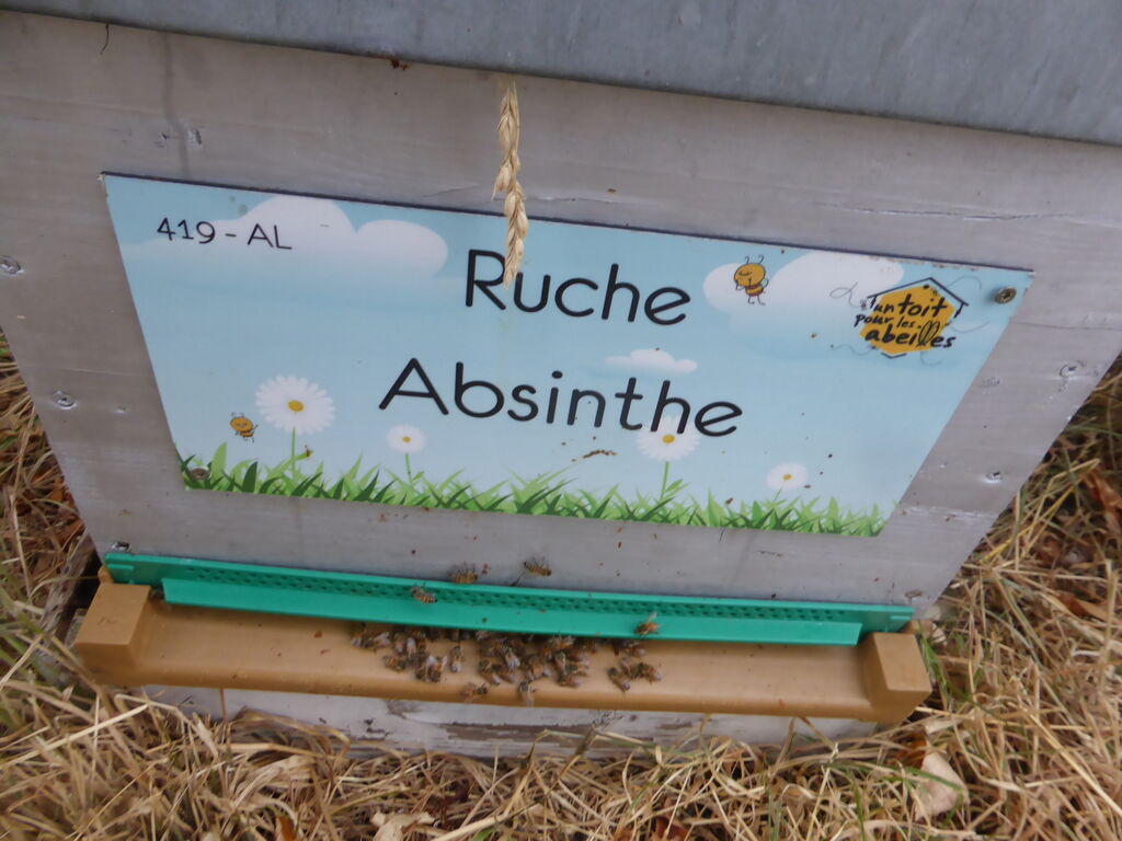 La ruche Absinthe