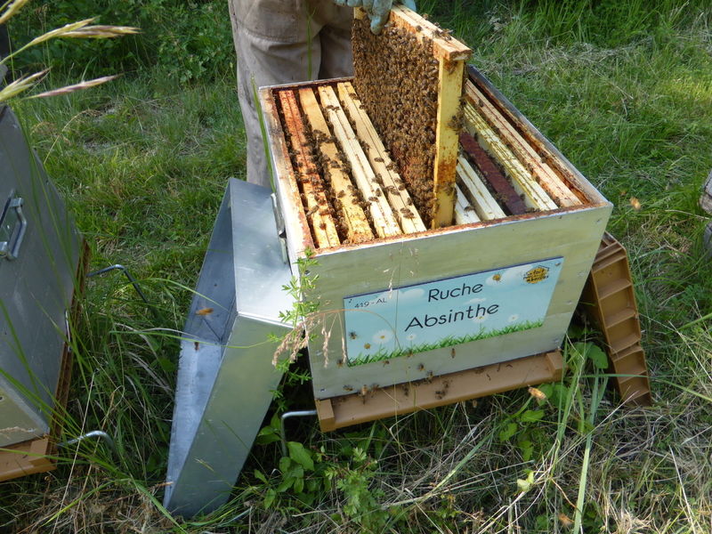 La ruche Absinthe