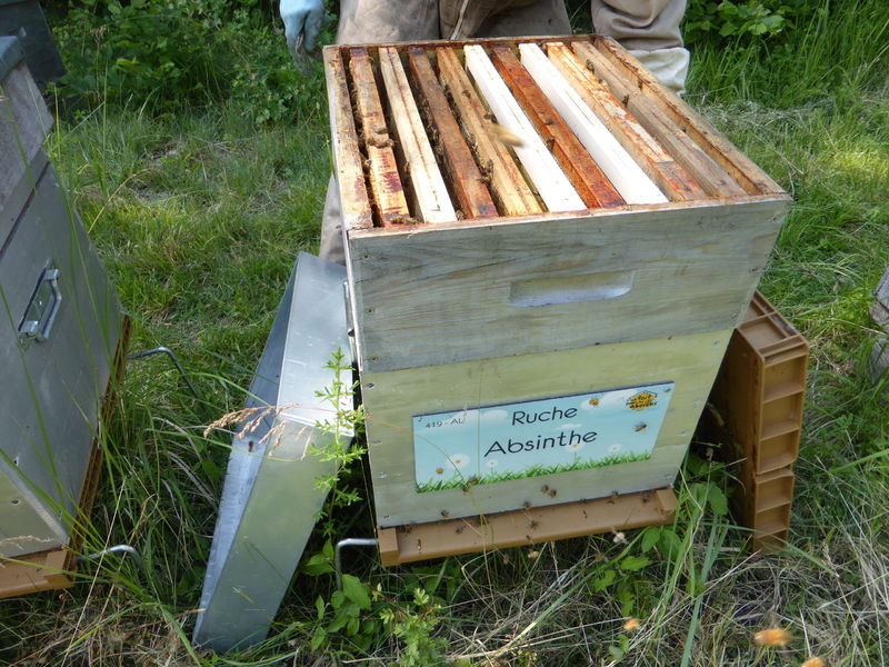 La ruche Absinthe