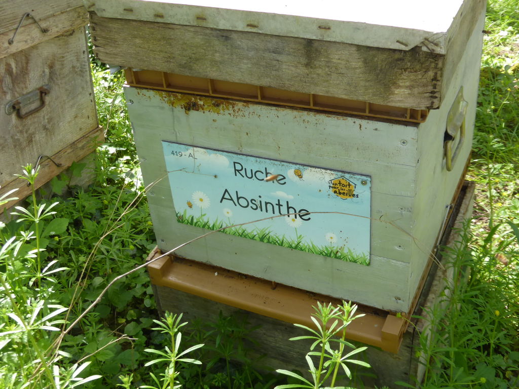 La ruche Absinthe