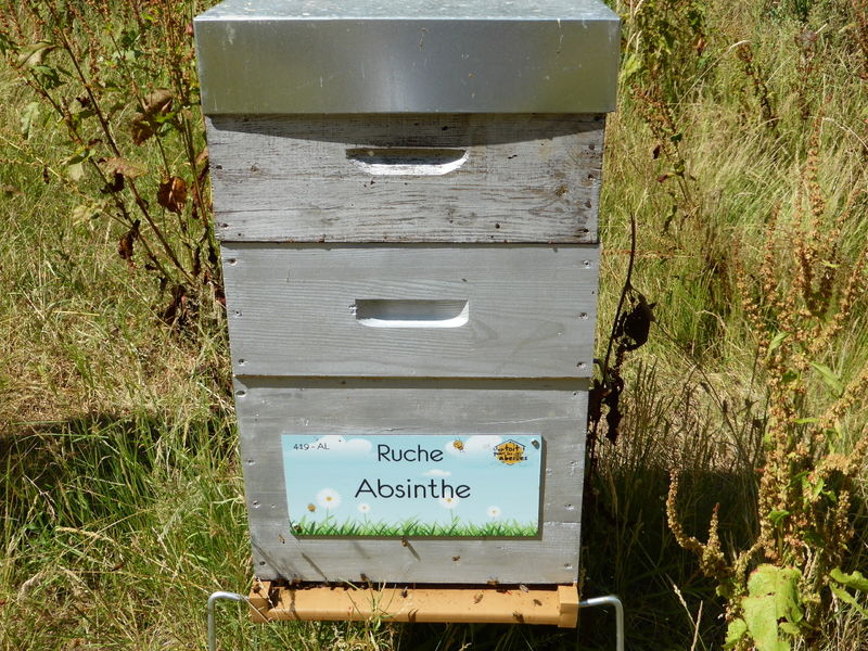 La ruche Absinthe