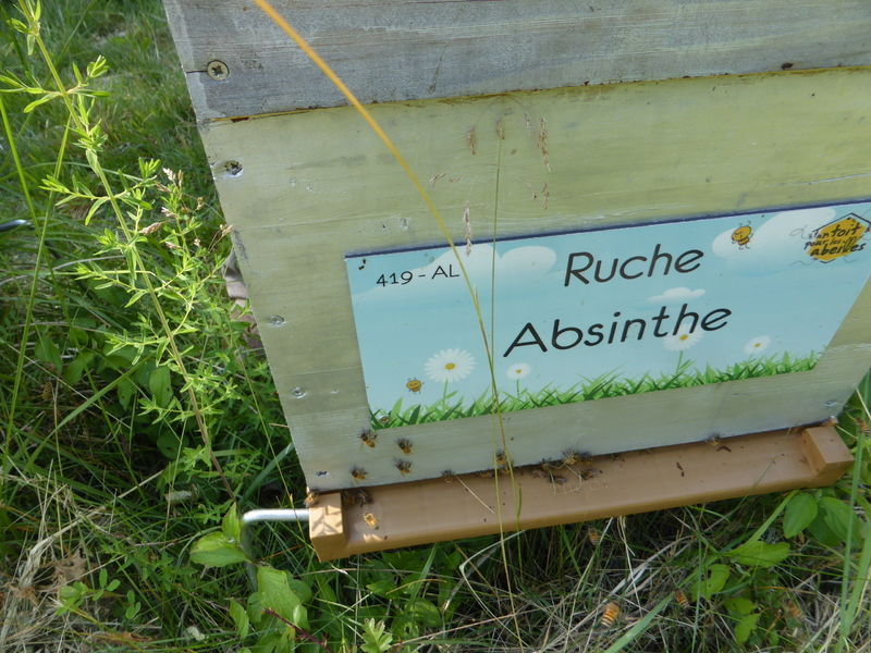 La ruche Absinthe