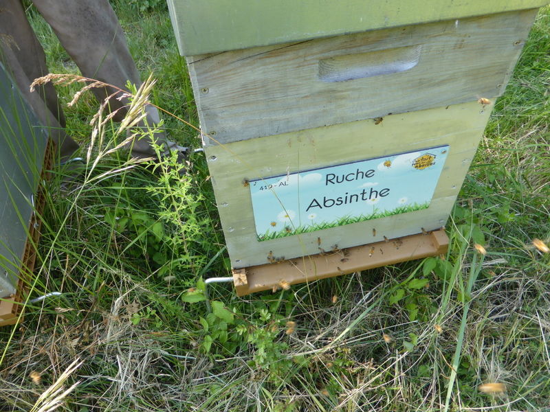 La ruche Absinthe